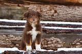 BERGER AUSTRALIEN PUPPIES 576